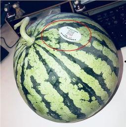 三亚网红吃瓜,瓜果飘香，美味尽享  第1张